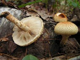 Attēlu rezultāti vaicājumam “Pholiota squarrosoides”