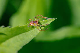 Attēlu rezultāti vaicājumam “Dolomedes fimbriatus”
