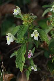 Image result for Galeopsis segetum