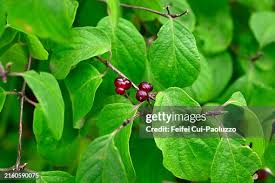 Attēlu rezultāti vaicājumam “Lonicera xylosteum fruit”