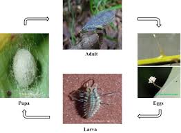 Attēlu rezultāti vaicājumam “Chrysopa eggs”