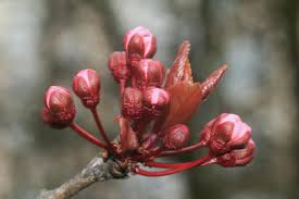 Attēlu rezultāti vaicājumam “Crataegus laevigata bud”