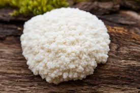 Attēlu rezultāti vaicājumam “Enteridium liceoides macro”