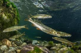 Image result for Ptychocheilus grandis