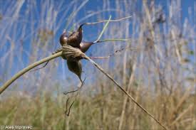 Attēlu rezultāti vaicājumam “Allium oleraceum bud”
