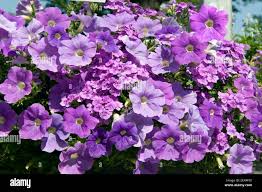 Image result for Elfenspiegel