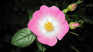 Image result for Rosengewächse