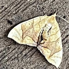 Attēlu rezultāti vaicājumam “Eulithis sp.”