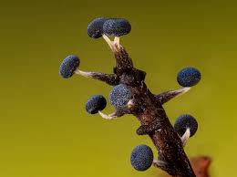 Attēlu rezultāti vaicājumam “Physarum bryocorticola macro”