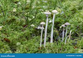 Attēlu rezultāti vaicājumam “Protostropharia alcis”