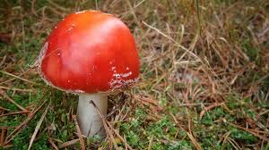 Attēlu rezultāti vaicājumam “Amanita strobiliformis”