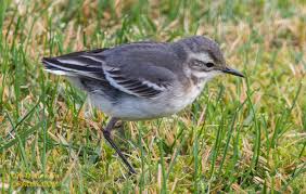 Attēlu rezultāti vaicājumam “Motacilla citreola”