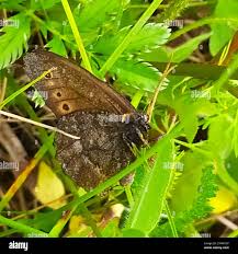 Attēlu rezultāti vaicājumam “Oeneis jutta”