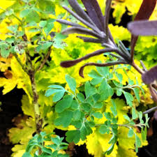 Image result for Ruta graveolens