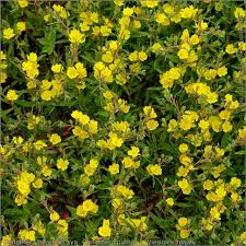 Attēlu rezultāti vaicājumam “Oenothera rubricauli flower”