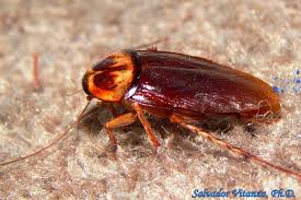 Image result for periplaneta americana