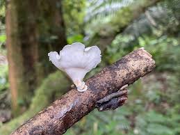 Attēlu rezultāti vaicājumam “Polyporus melanopus”