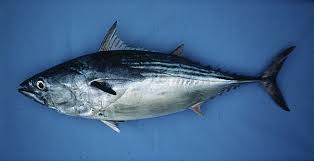 Image result for Euthynnus alletteratus