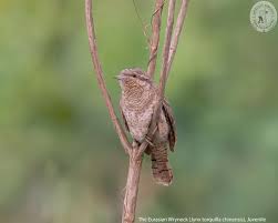 Image result for Jynx torquilla