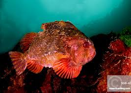 Image result for Cyclopterus lumpus