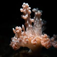 Attēlu rezultāti vaicājumam “Dianema nivale macro”