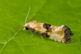 Attēlu rezultāti vaicājumam “Eupoecilia angustana”