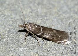 Attēlu rezultāti vaicājumam “Nyctegretis lineana”