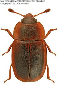 Attēlu rezultāti vaicājumam “Epuraea sp.”