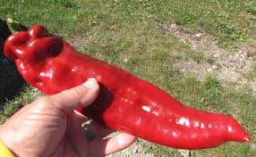 Afbeeldingsresultaat voor aconcagua sweet pepper