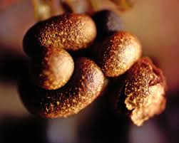 Attēlu rezultāti vaicājumam “Physarum penetrale stalked”