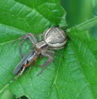 Attēlu rezultāti vaicājumam “Xysticus ulmi adult”