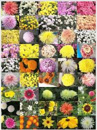 Attēlu rezultāti vaicājumam “Asteraceae”