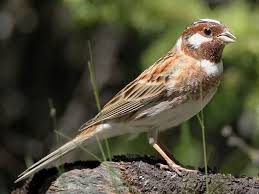 Image result for Emberiza leucocephalos
