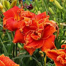 Image result for Hemerocallis `Moses Fire`