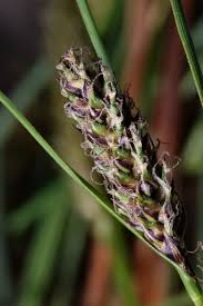 Attēlu rezultāti vaicājumam “Carex lasiocarpa”