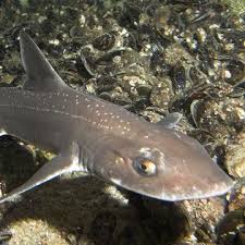 Image result for Mustelus asterias
