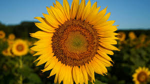 Image result for Sonnenblume