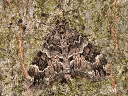 Attēlu rezultāti vaicājumam “Thera variata”