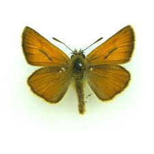 Attēlu rezultāti vaicājumam “Thymelicus sylvestris underside”