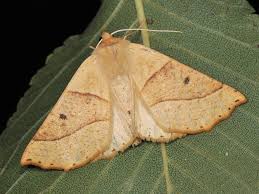 Attēlu rezultāti vaicājumam “Crocallis elinguaria larva”