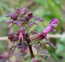 Attēlu rezultāti vaicājumam “Pedicularis palustris flower”