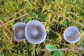 Attēlu rezultāti vaicājumam “Cantharellula umbonata”