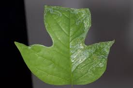 Attēlu rezultāti vaicājumam “Phytocoris tiliae imago”