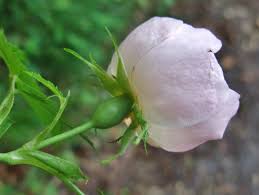 Attēlu rezultāti vaicājumam “Rosa subcanina”