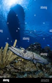 Image result for Dive Barracuda