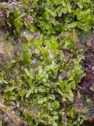 Attēlu rezultāti vaicājumam “Riccardia incurvata”