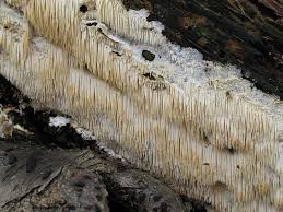 Attēlu rezultāti vaicājumam “Dentipellis fragilis”