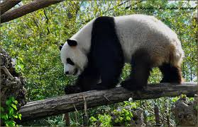 Résultat de recherche d'images pour "pandas"