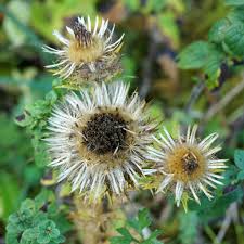 Attēlu rezultāti vaicājumam “Carlina vulgaris”