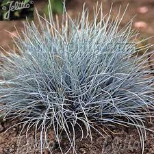 Attēlu rezultāti vaicājumam “Festuca polesica”